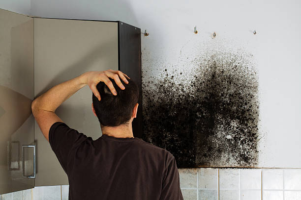 Best Basement Mold Remediation in Scenic, AZ